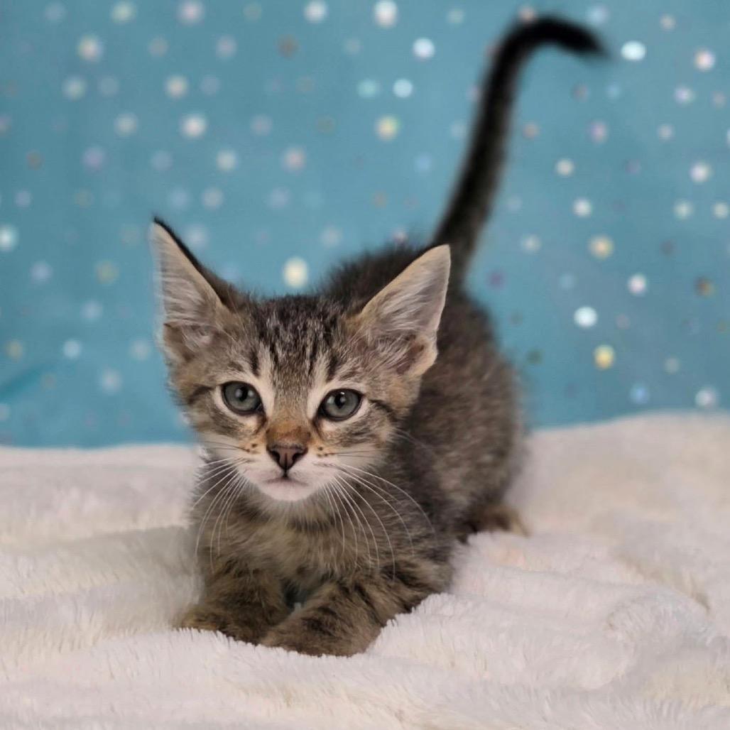 Tostada-C, Adoptable, Kitten Male Domestic Short Hair.