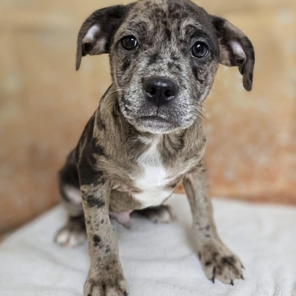Enlarge Webster, an adopted Catahoula Leopard Dog in Hamilton , NJ image 1/1