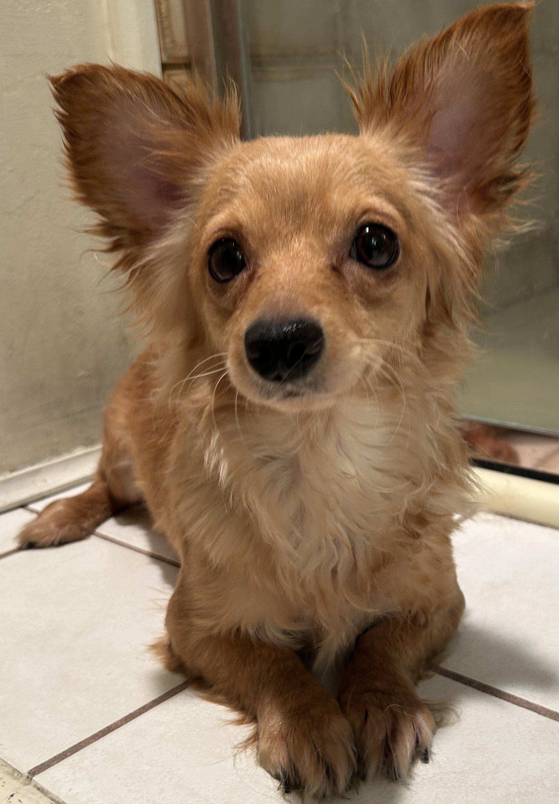 SUSAN , ADOPTABLE, Adult Female Spaniel.