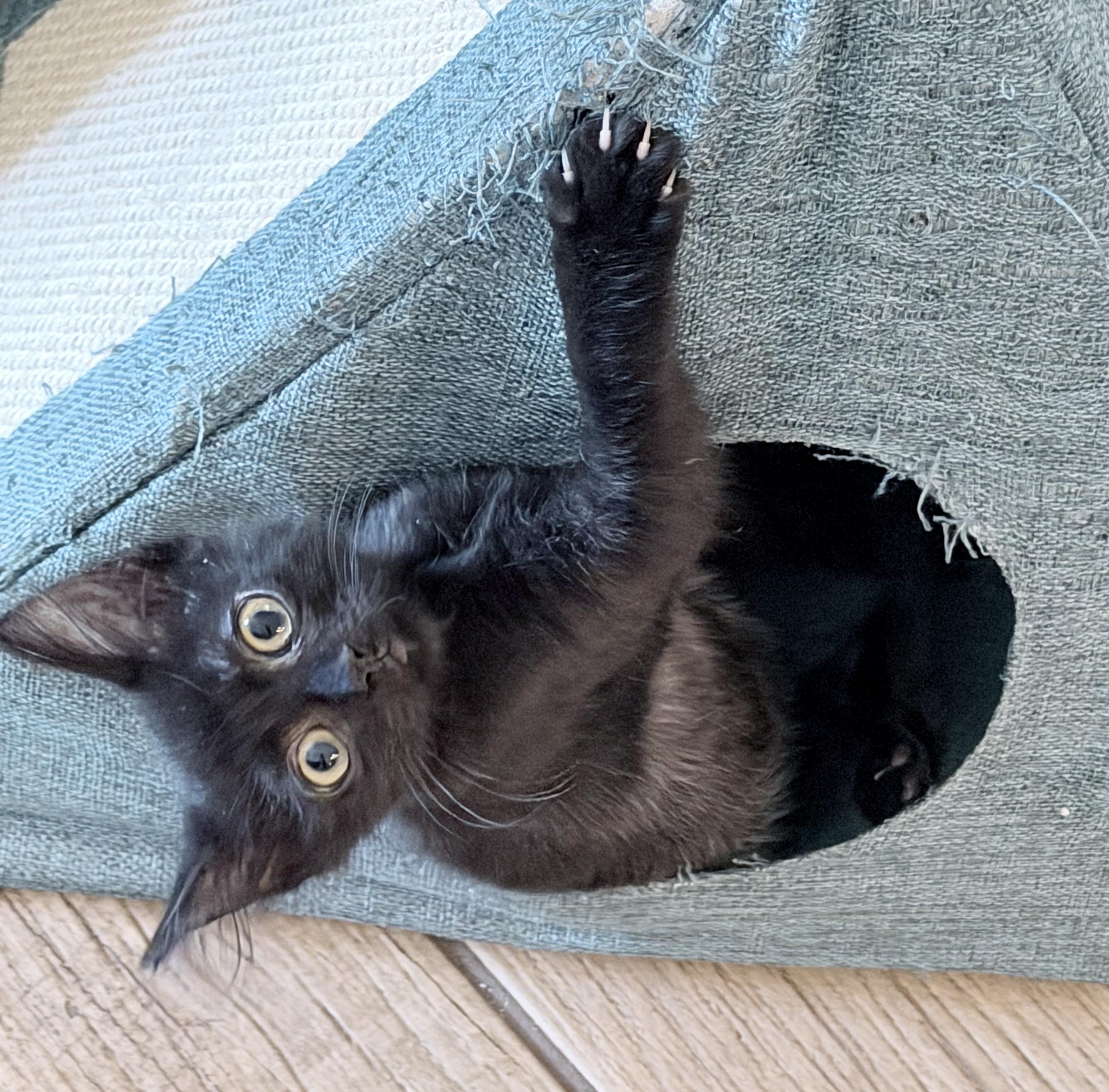 Pearl, a Adoptable mixed breed in Lake Monroe, FL image 2/3