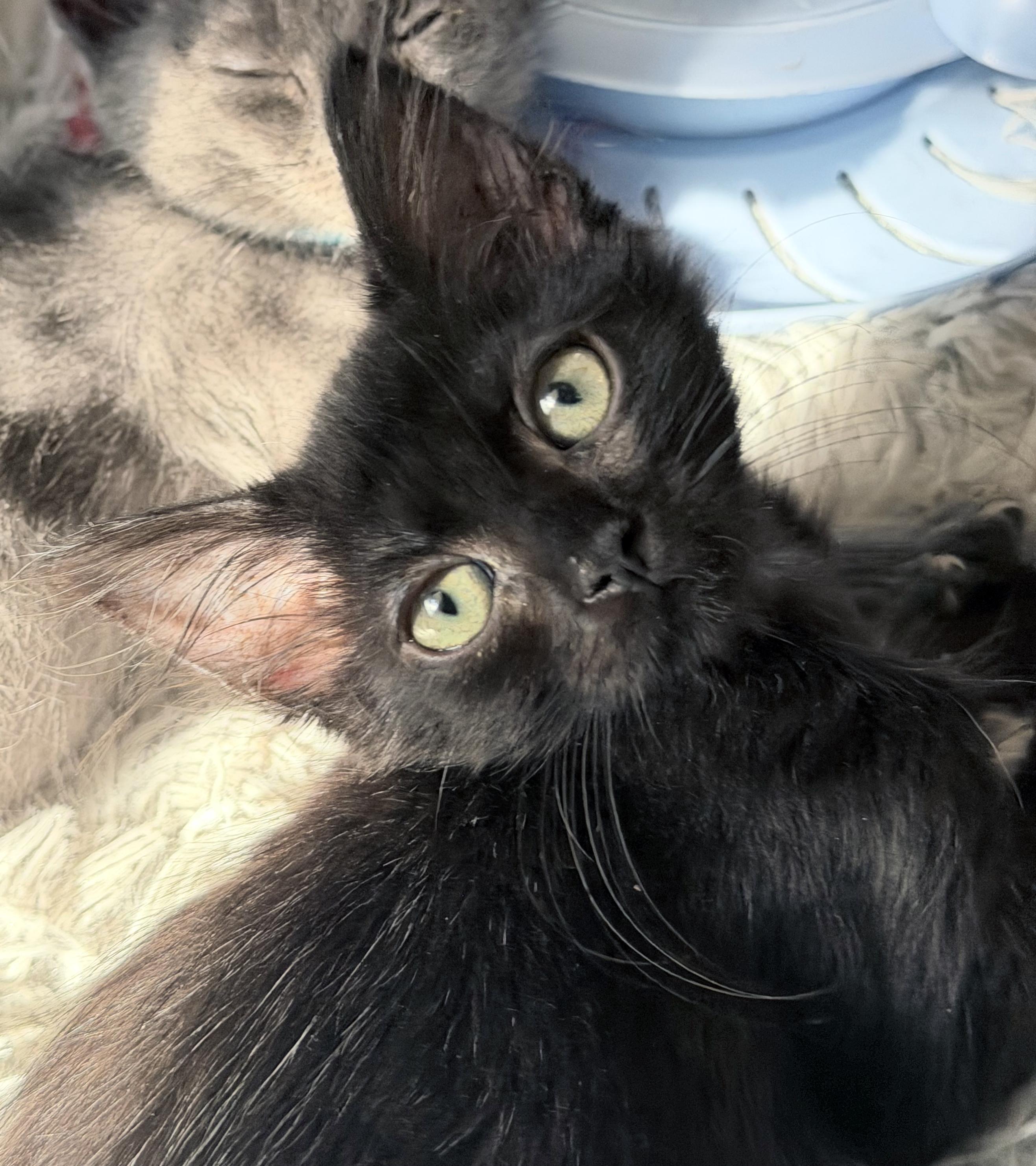 Pearl, a Adoptable mixed breed in Lake Monroe, FL image 3/3