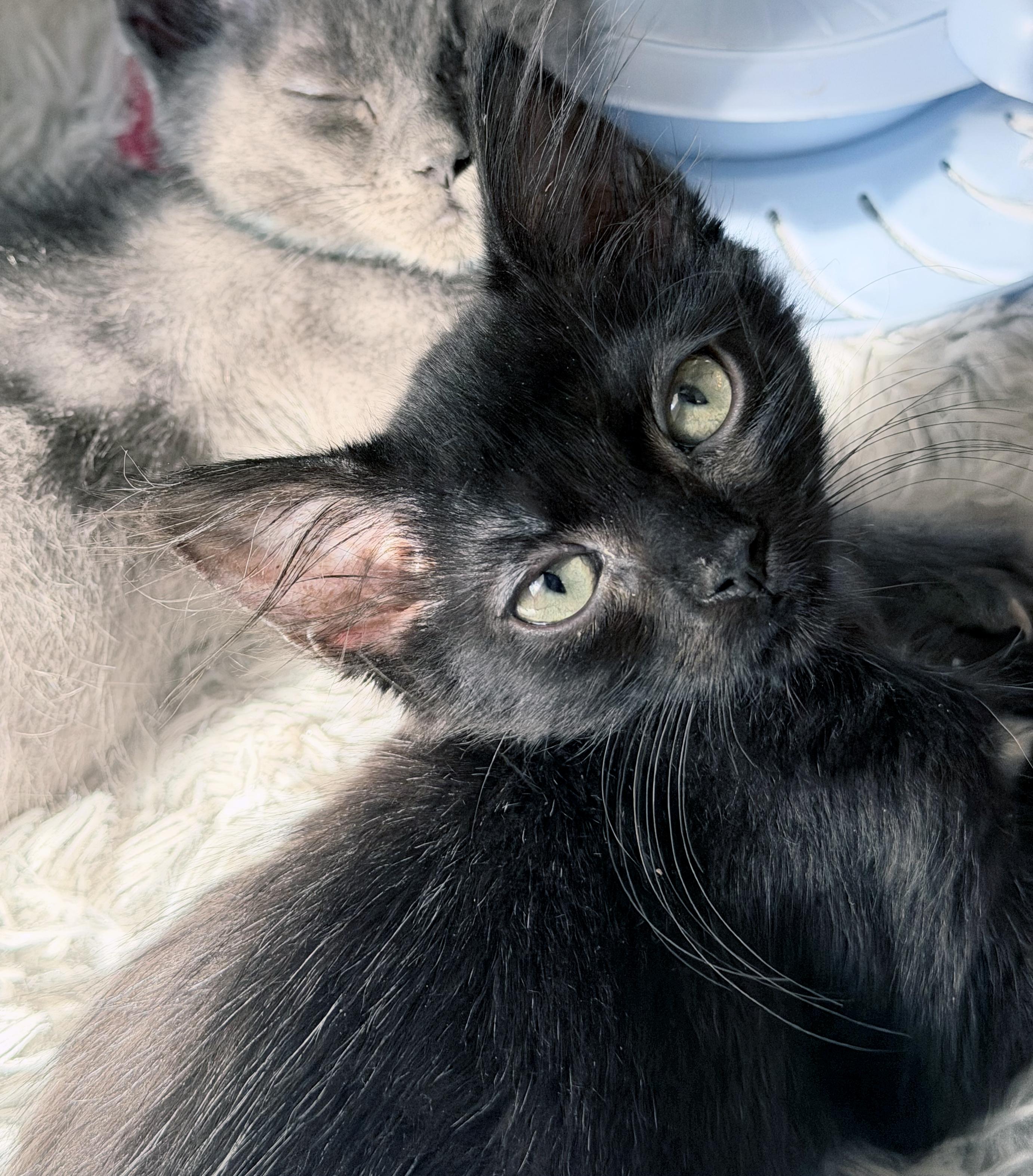 Pearl, Adoptable, Kitten Female Domestic Short Hair.