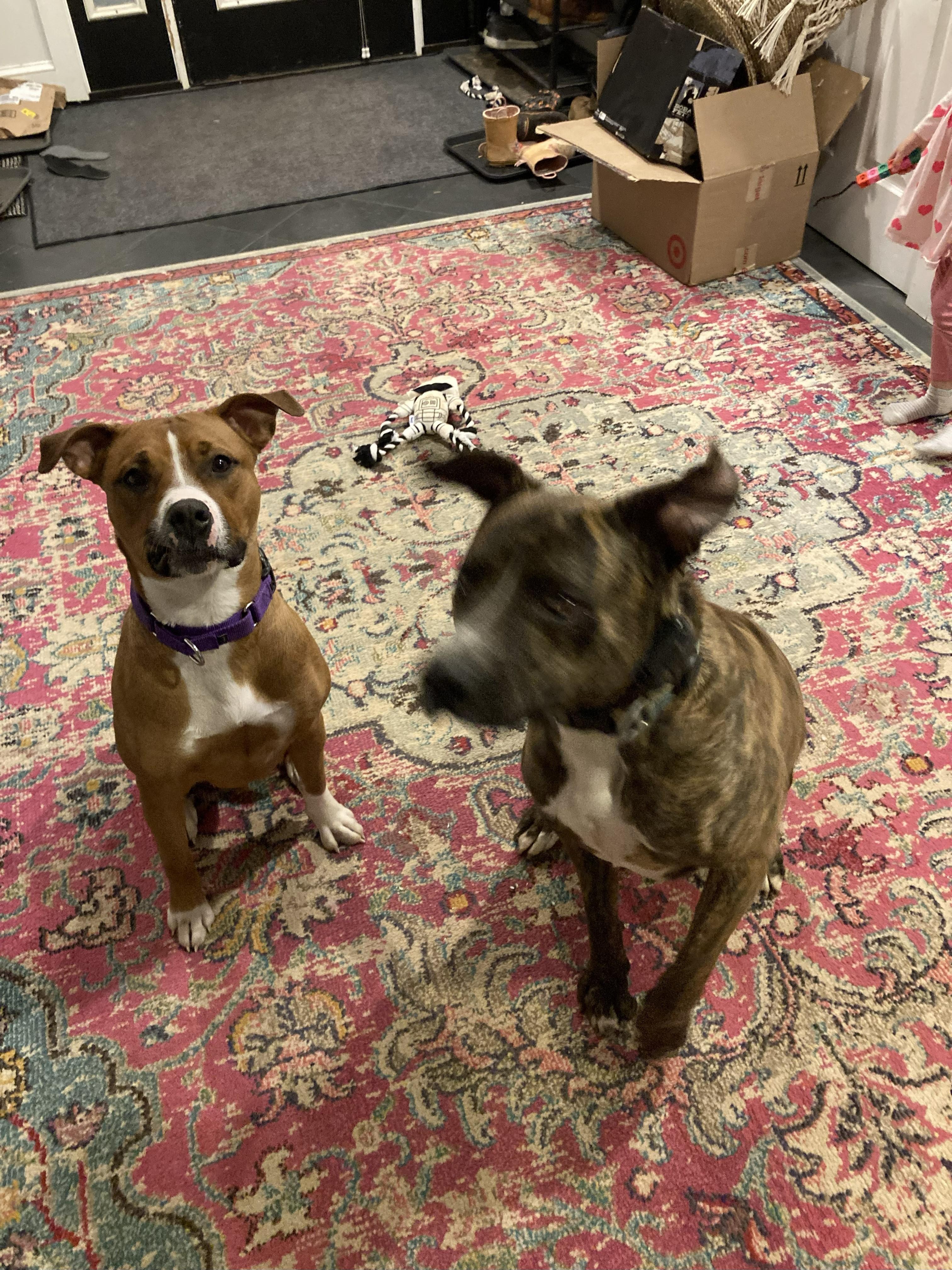 Amelia -- Courtesy Post