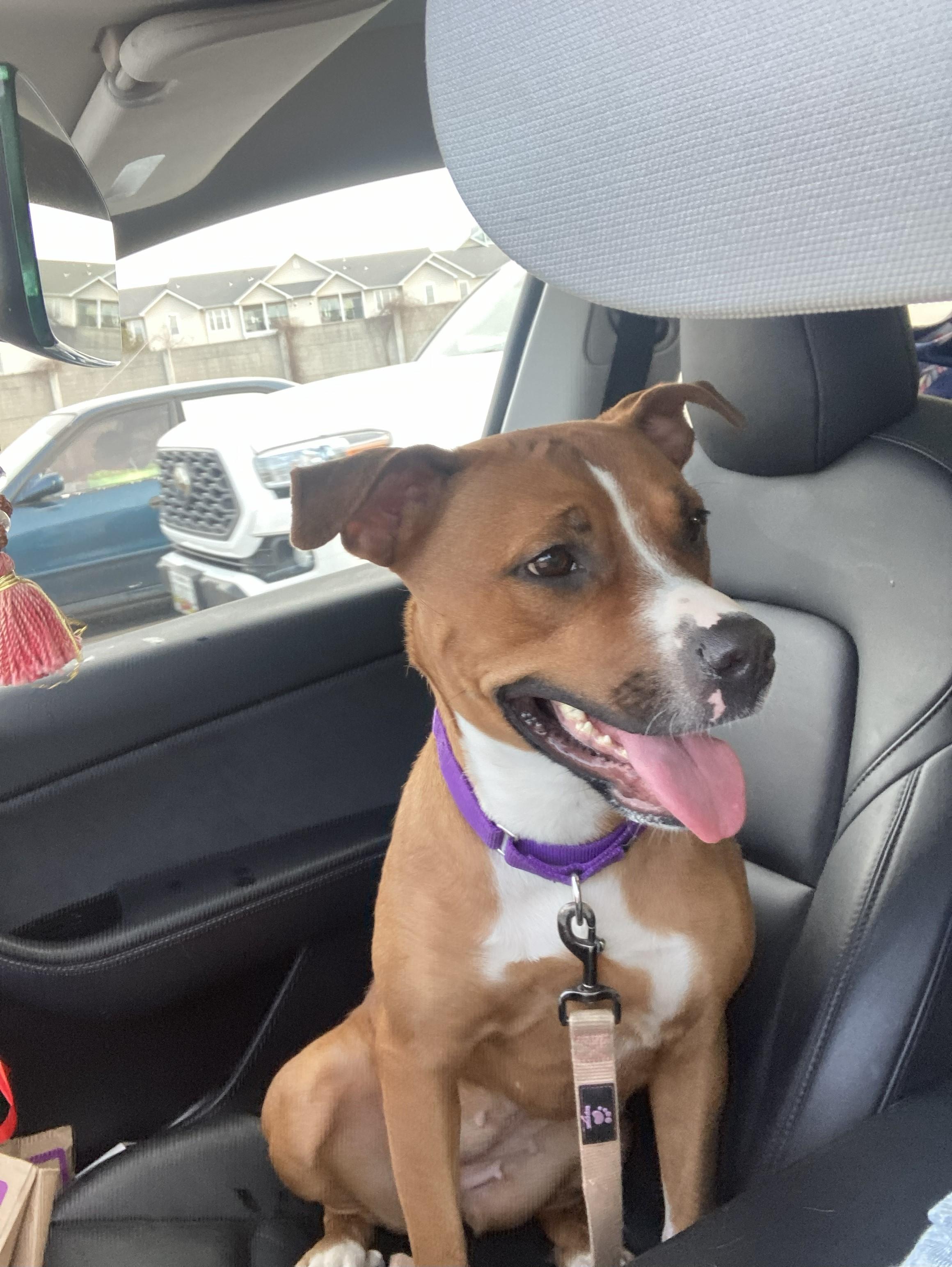 Amelia -- Courtesy Post