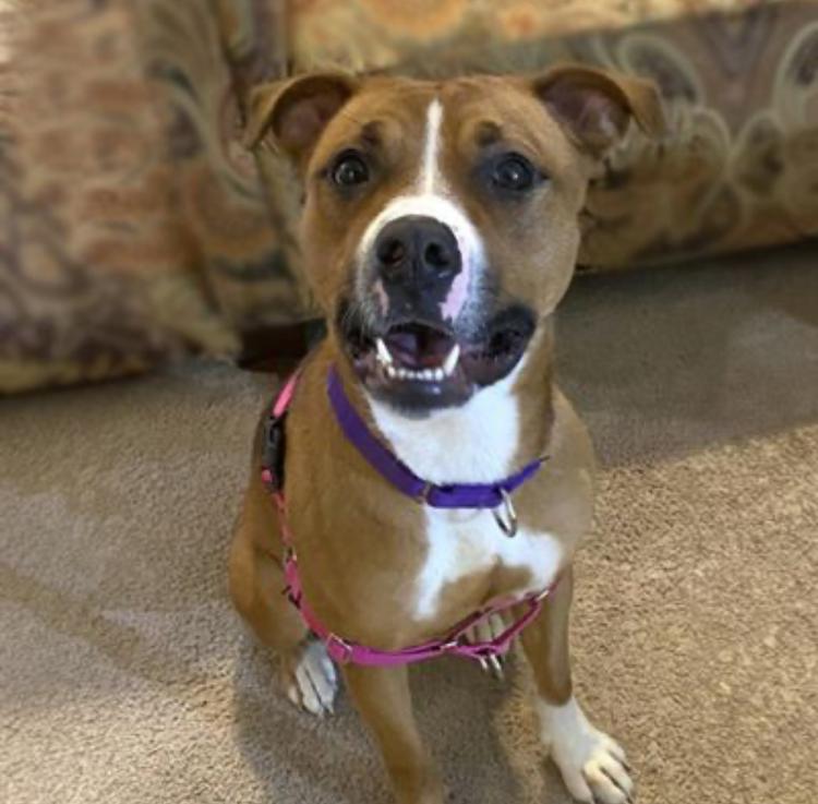 Amelia -- Courtesy Post