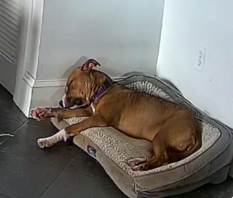 Amelia -- Courtesy Post