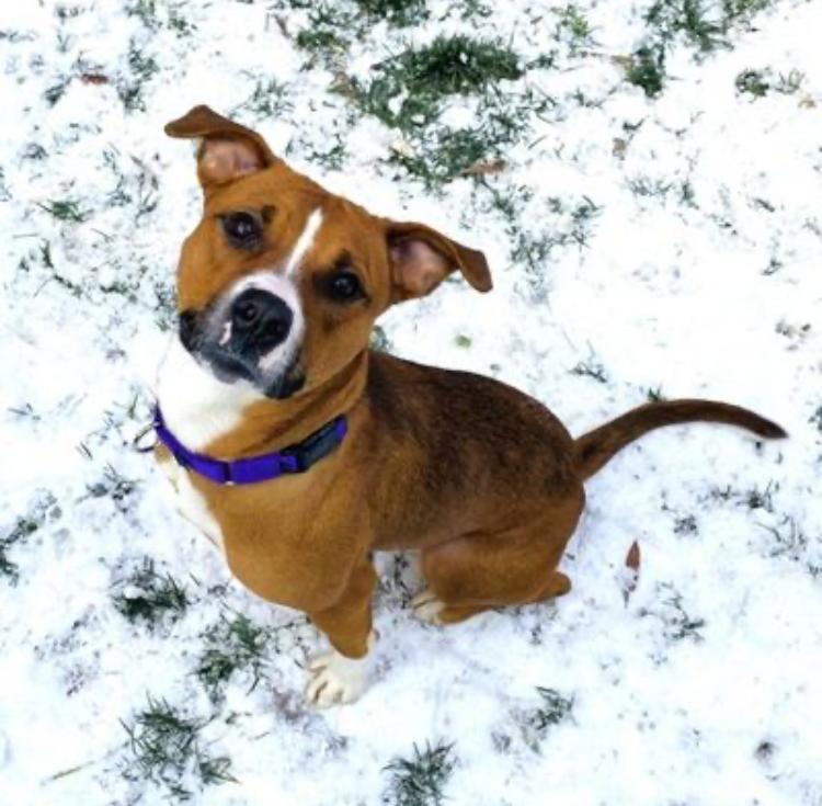 Amelia -- Courtesy Post