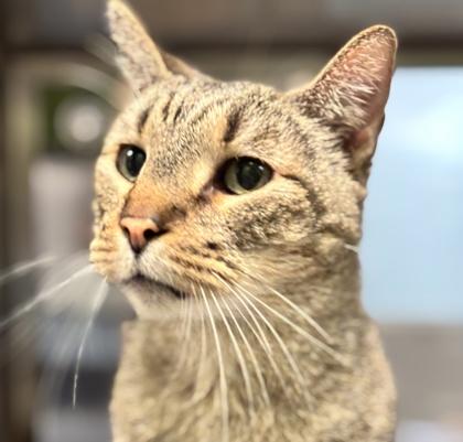 Allegro, Adoptable, Senior Male Domestic Short Hair & Domestic Short Hair.