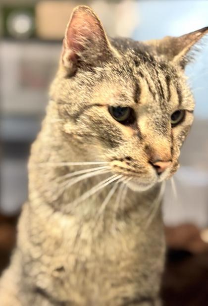 Enlarge Allegro, a Adoptable mixed breed in Fort Worth, TX image 2/3