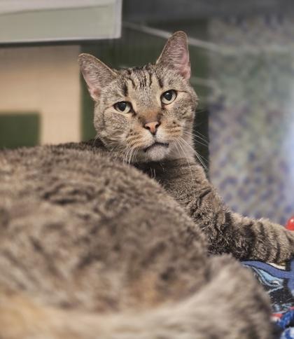Enlarge Allegro, a Adoptable mixed breed in Fort Worth, TX image 3/3