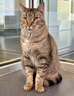 Allegro, Adoptable, Senior Male Domestic Short Hair & Domestic Short Hair.