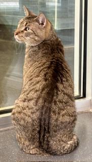 Enlarge Allegro, a Adoptable mixed breed in Fort Worth, TX image 2/3
