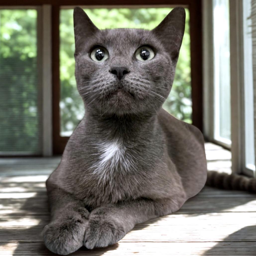 Purrina, Adoptable, Adult Female Domestic Short Hair.