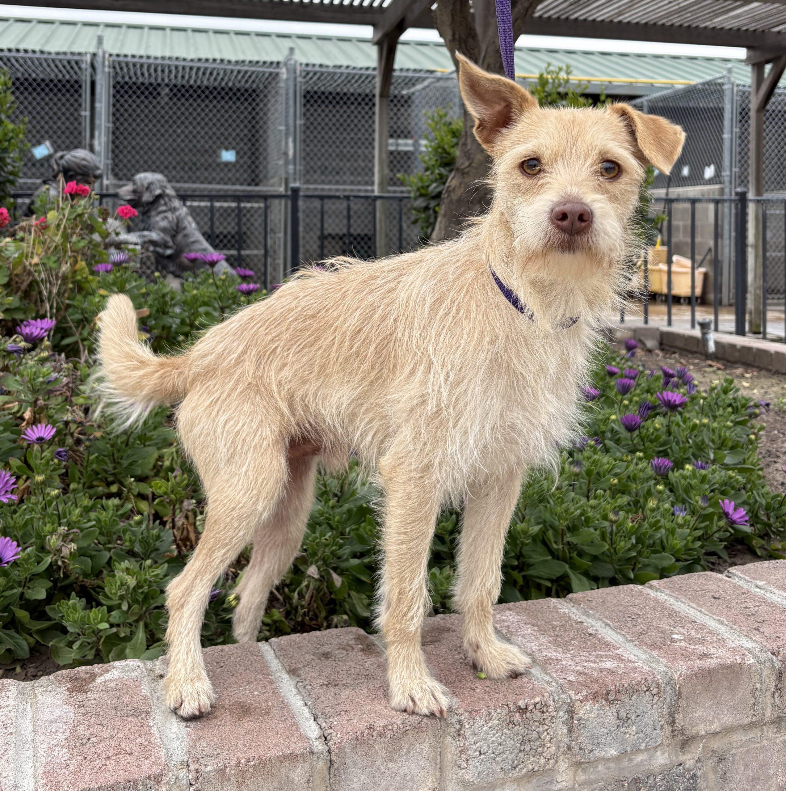 Enlarge Ziggy, a Adoptable Terrier in Lathrop, CA image 1/1