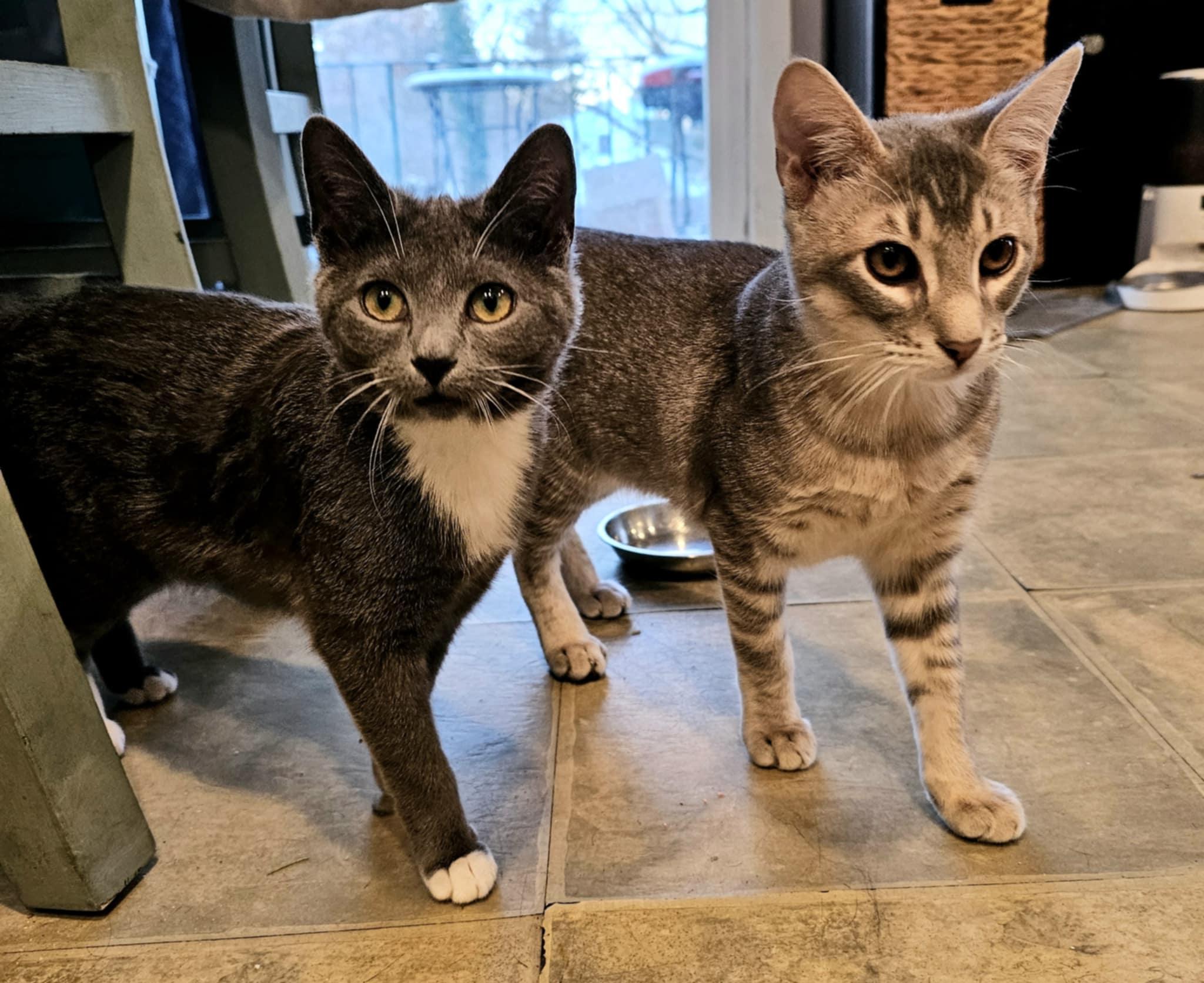 Holly, ADOPTABLE, Kitten Female Domestic Short Hair.