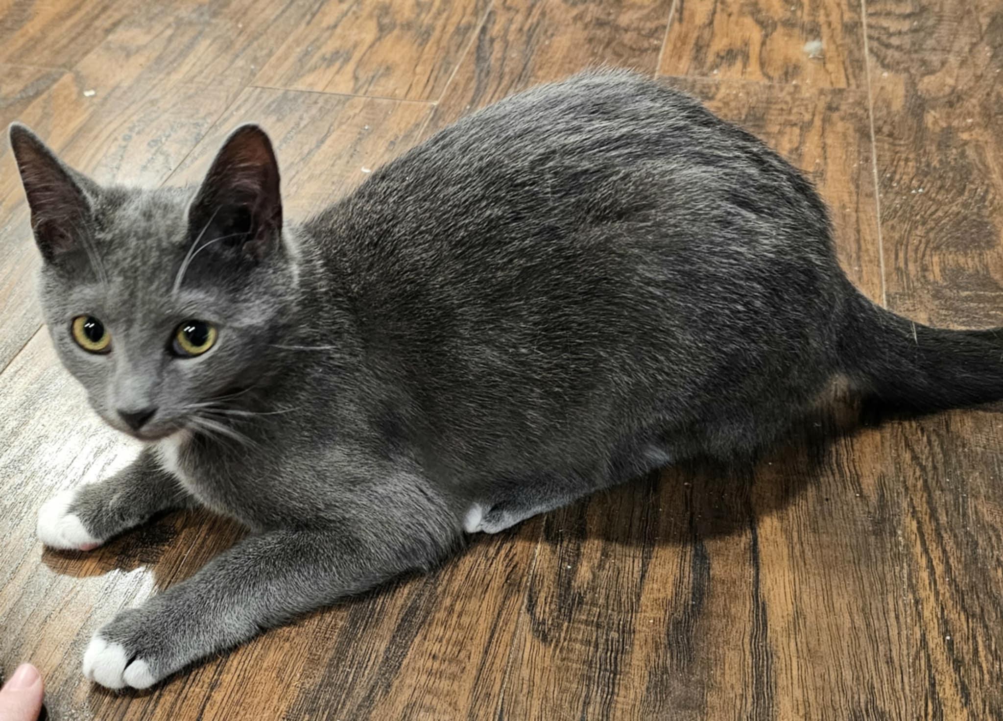 Enlarge Holly, a ADOPTABLE Domestic Short Hair in Wading River, NY image 2/2