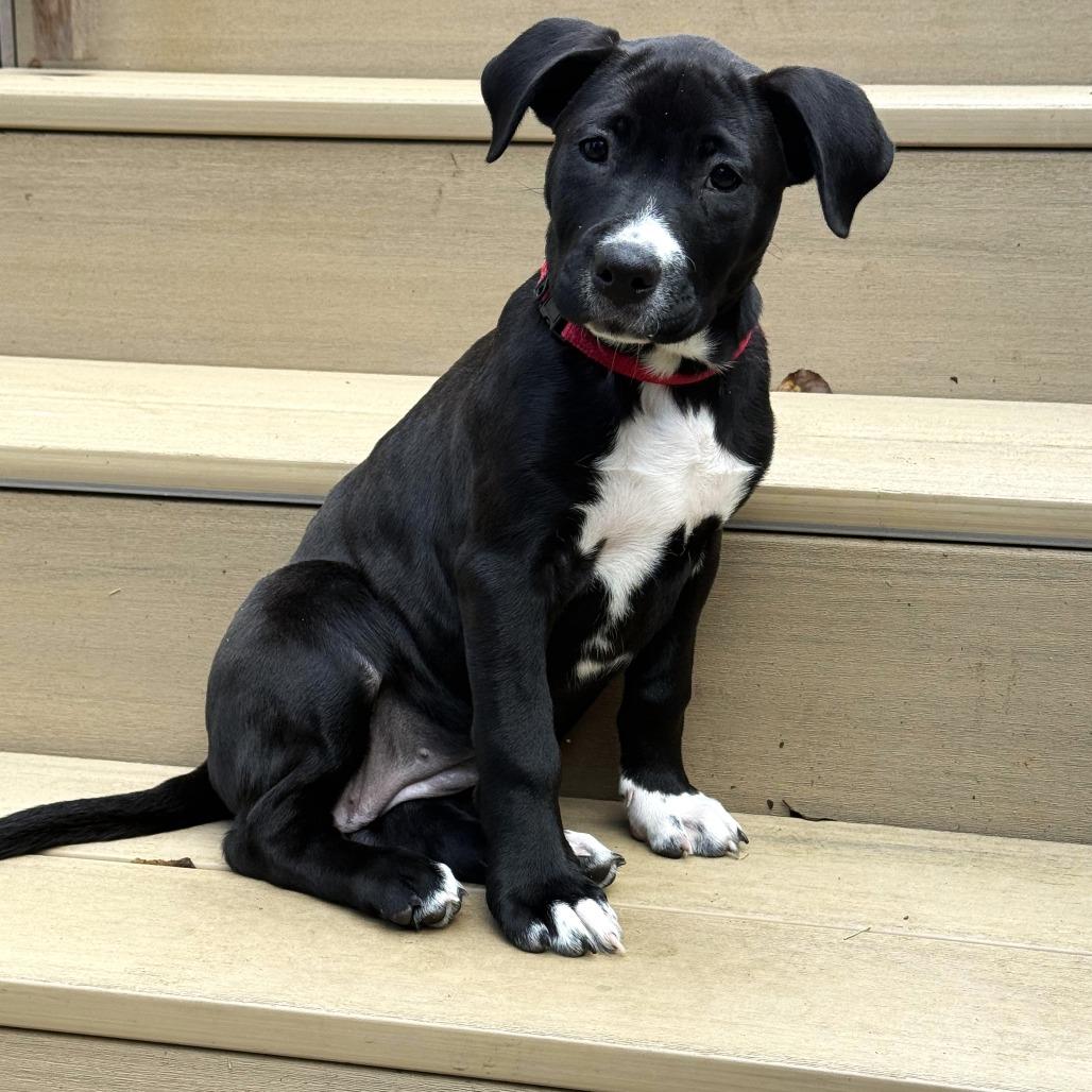 Maizy, Adoptable, Puppy Female Pit Bull Terrier & Mixed Breed.