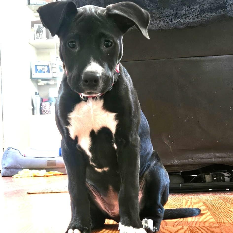 Enlarge Maizy, a Adoptable mixed breed in Chantilly, VA image 2/3