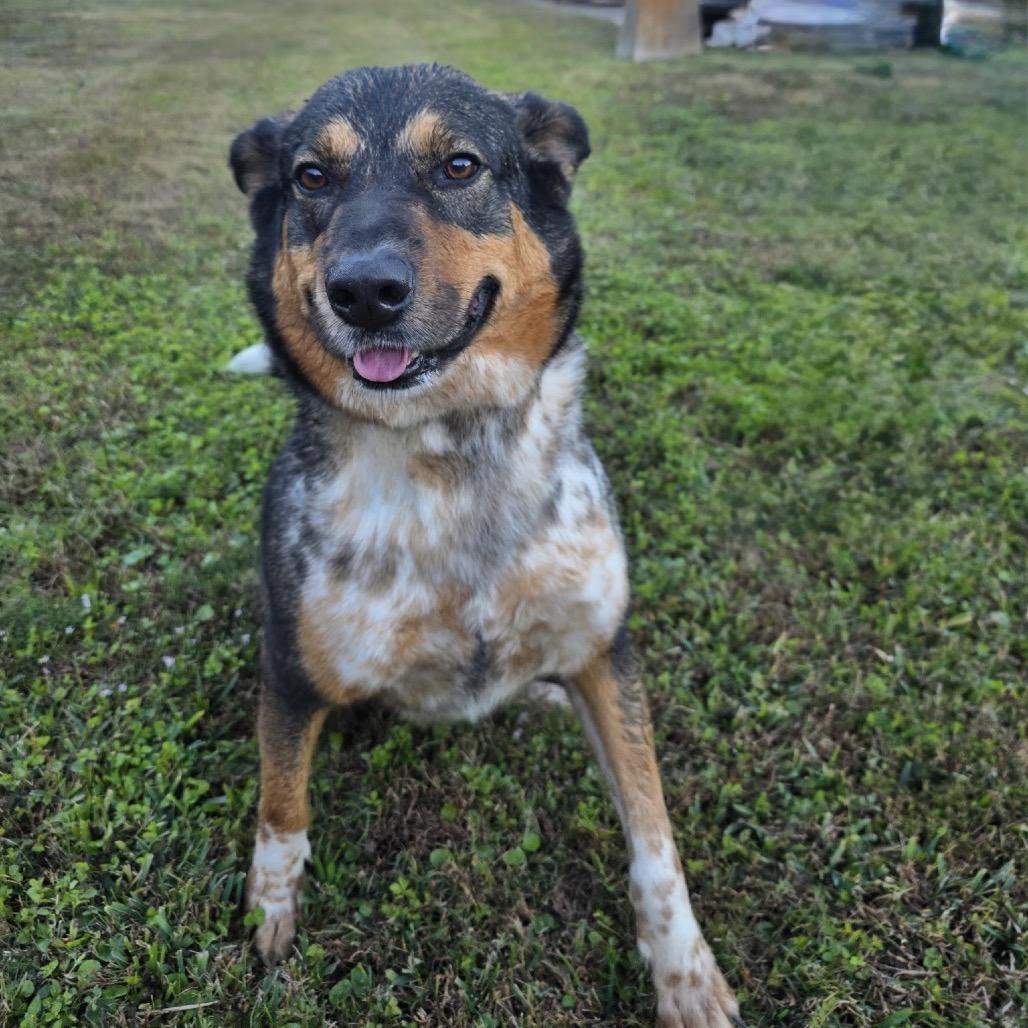 Pickleball — thumbnail 5