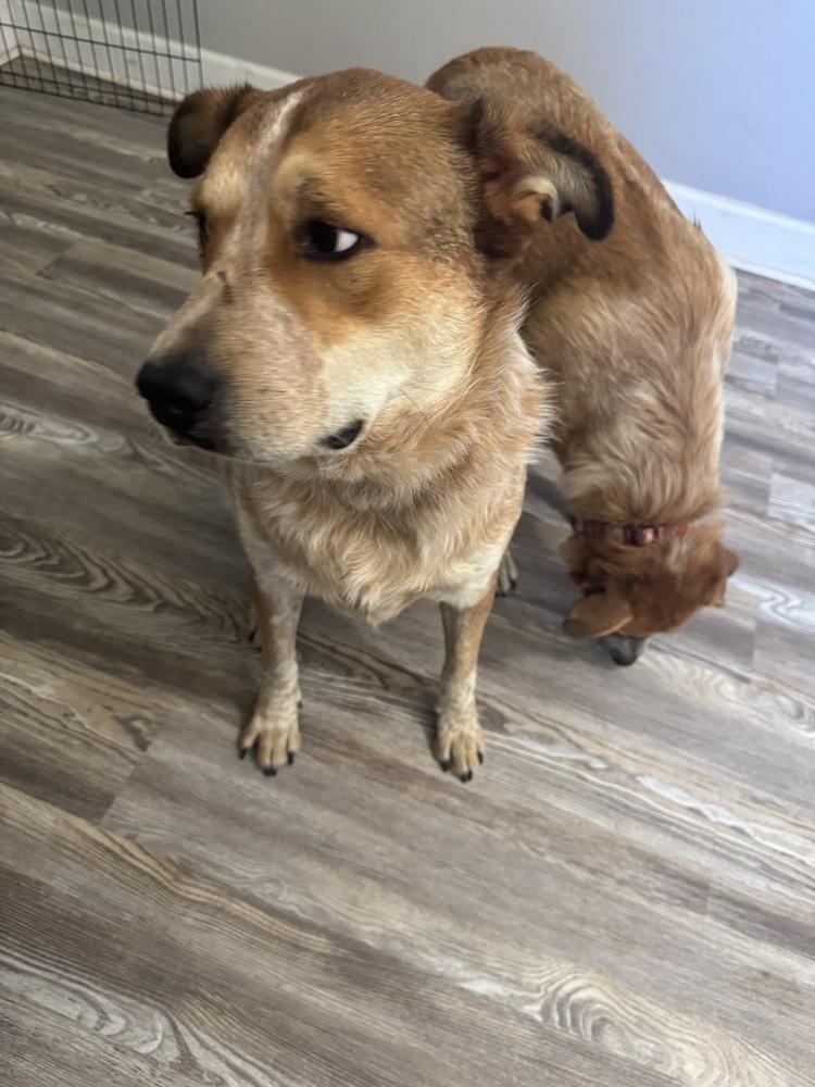 Enlarge Gordo, a Adoptable mixed breed in Chattanooga, TN image 1/2