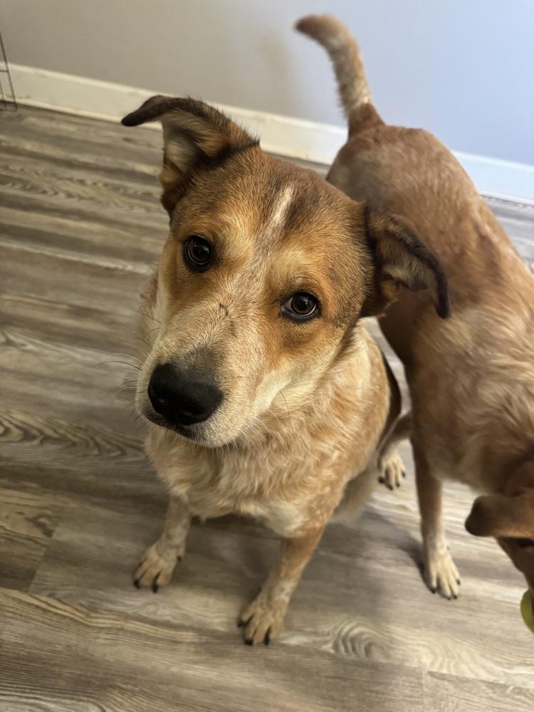 Enlarge Gordo, a Adoptable mixed breed in Chattanooga, TN image 2/2