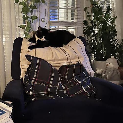 Enlarge Mr. Darcy, a Adoptable Domestic Short Hair in Charlottesville, VA image 1/6