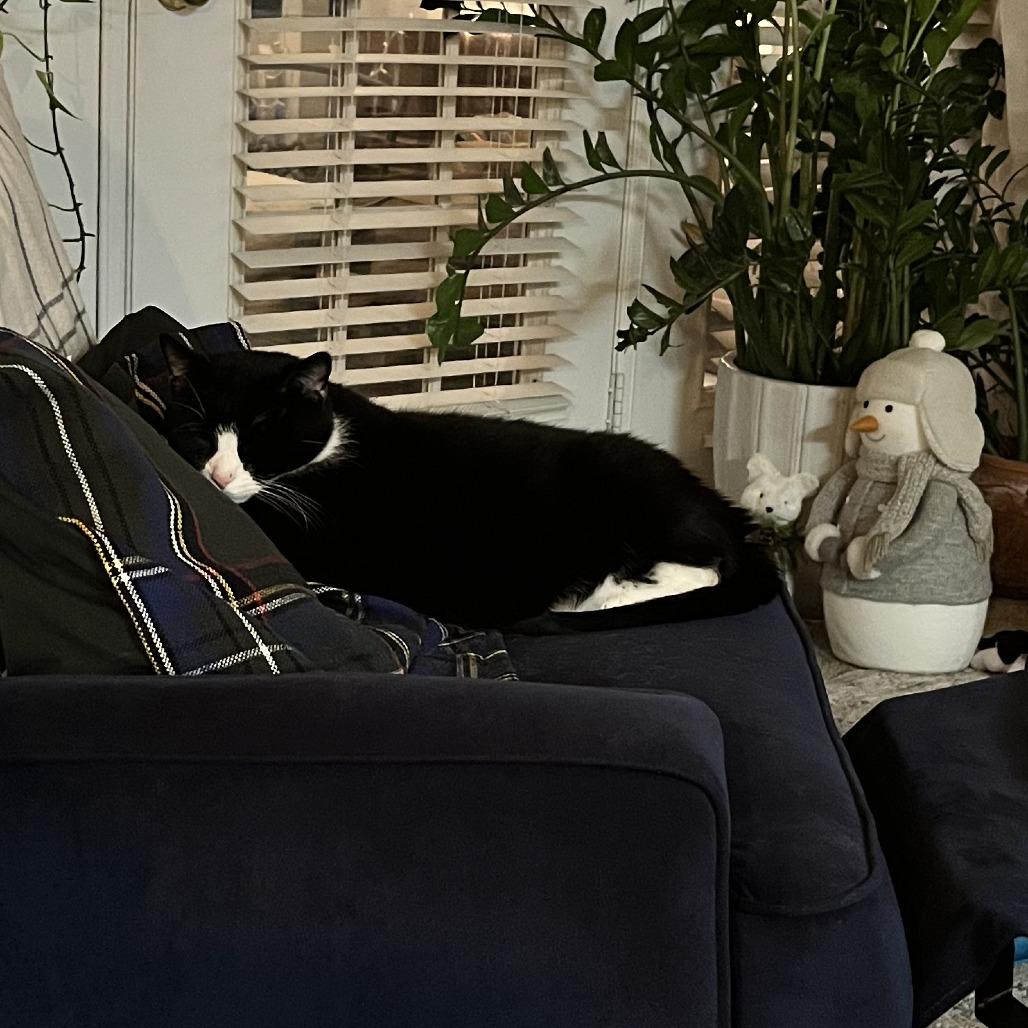 Enlarge Mr. Darcy, a Adoptable Domestic Short Hair in Charlottesville, VA image 2/6