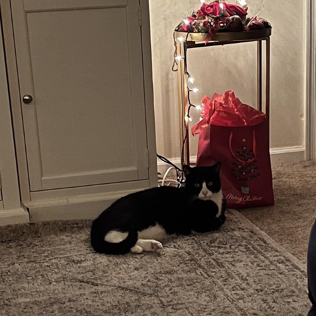 Enlarge Mr. Darcy, a Adoptable Domestic Short Hair in Charlottesville, VA image 3/6