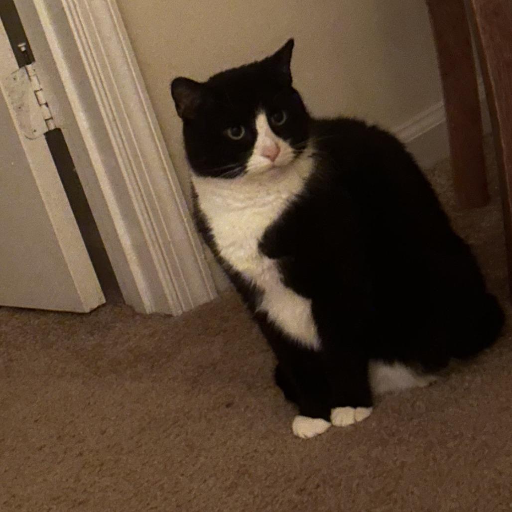 Enlarge Mr. Darcy, a Adoptable Domestic Short Hair in Charlottesville, VA image 4/6