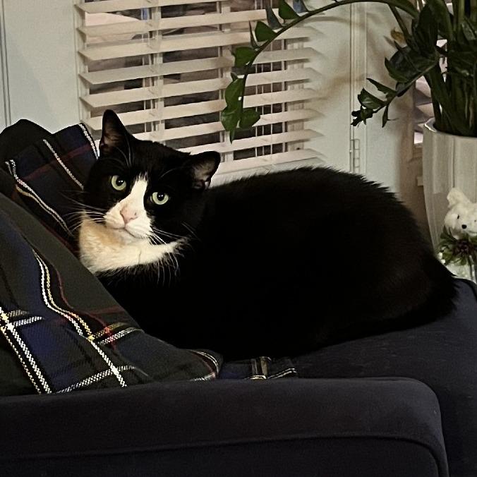 Enlarge Mr. Darcy, a Adoptable Domestic Short Hair in Charlottesville, VA image 6/6