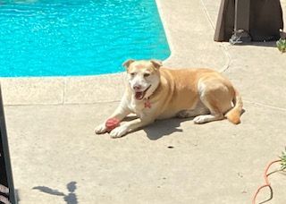 Calli , Adoptable, Adult Female Golden Retriever & Labrador Retriever.