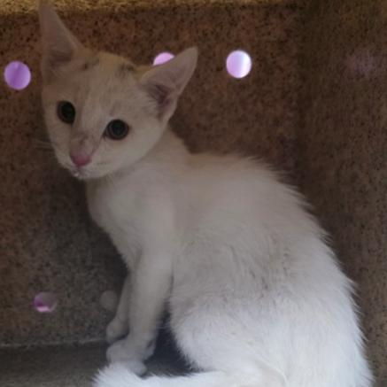 Enlarge Bank, a Adoptable mixed breed in Fort Collins, CO image 2/3