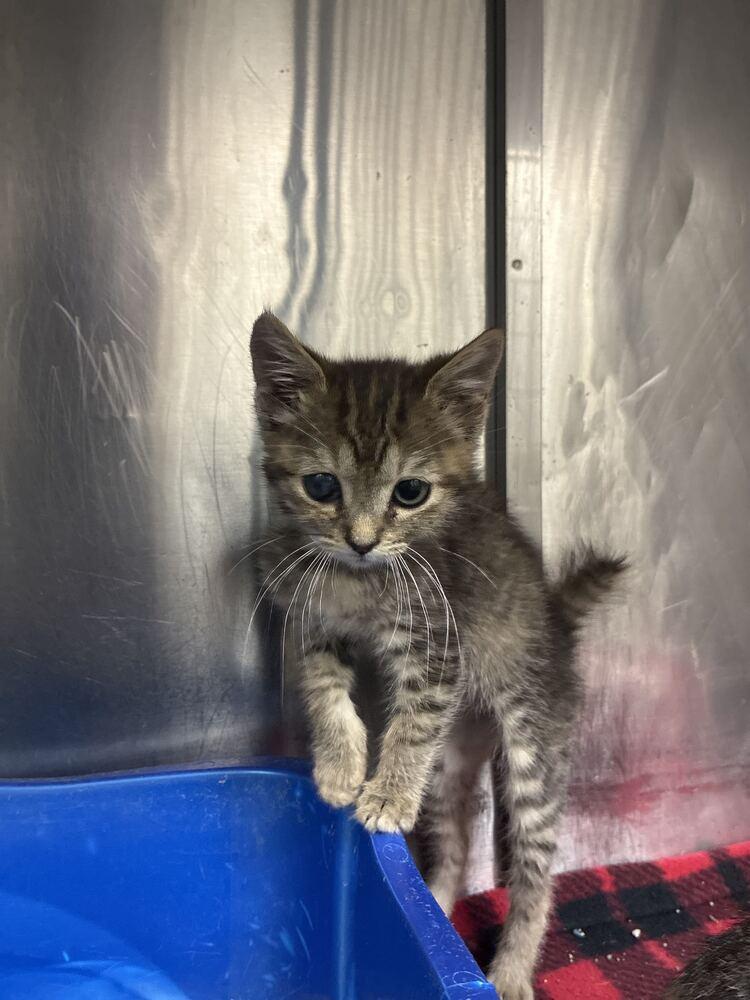 Sarah, Adoptable, Kitten Female Domestic Short Hair.