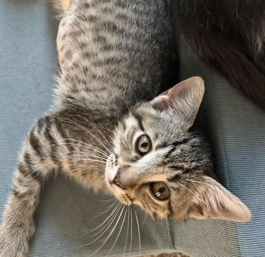 Oakley, adopted, Kitten Female Domestic Short Hair.