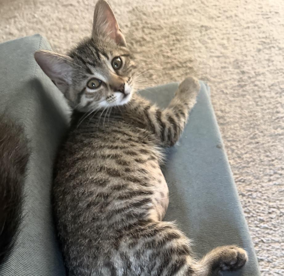 Oakley, an adopted Domestic Short Hair in Cincinnati, OH image 2/3