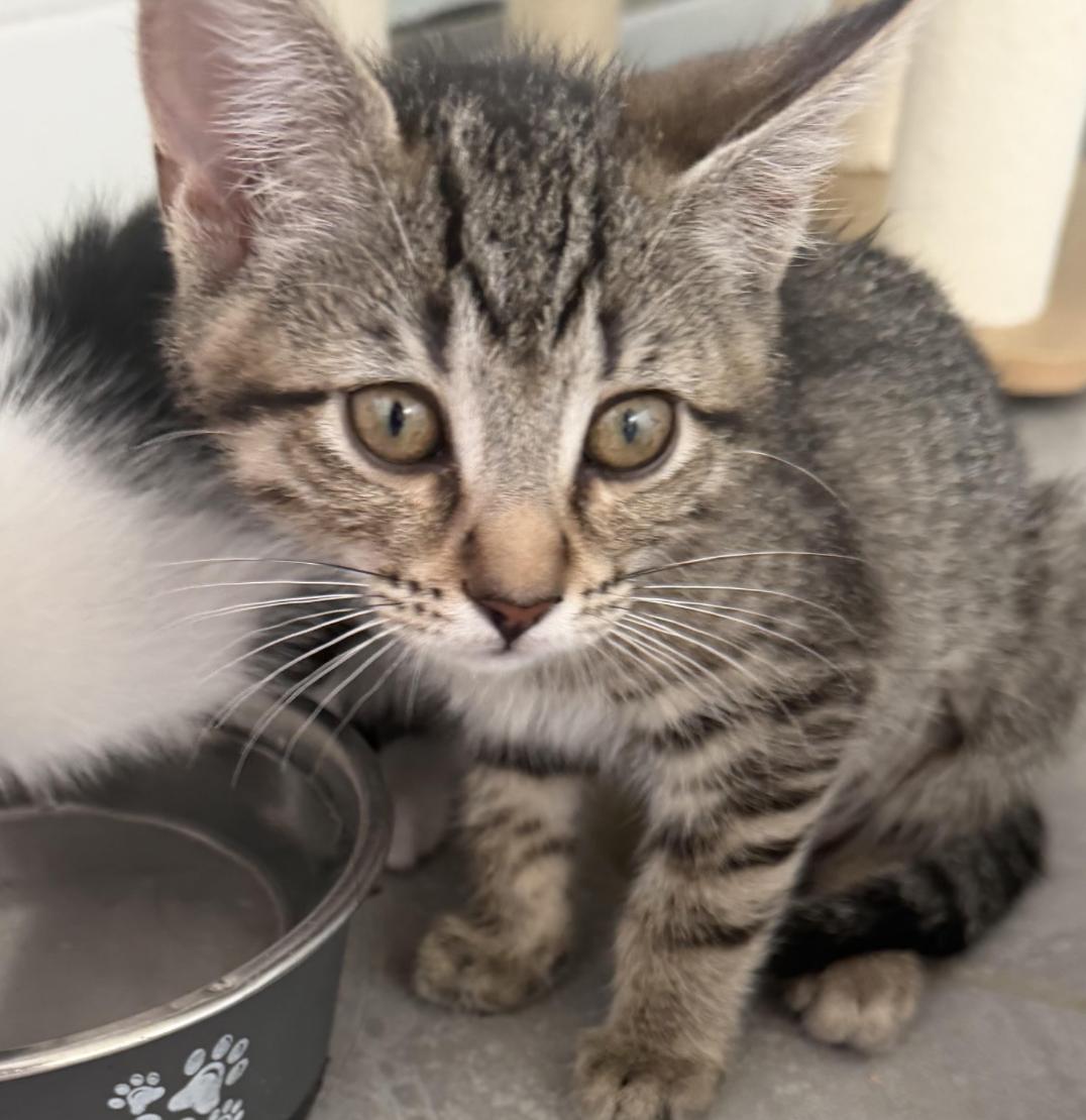 Oakley, an adopted Domestic Short Hair in Cincinnati, OH image 3/3