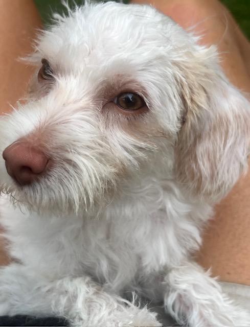 Donnie, Adoptable, Puppy Male Maltese & Miniature Poodle.