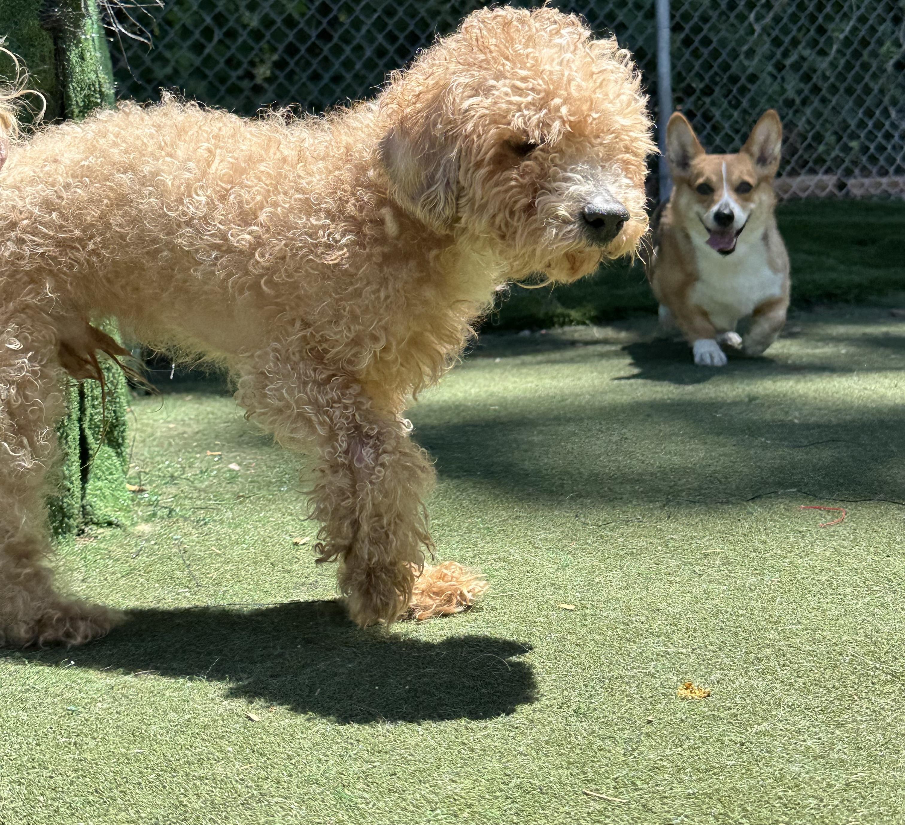 Enlarge Ramen, a ADOPTABLE mixed breed in Charlotte, NC image 2/2