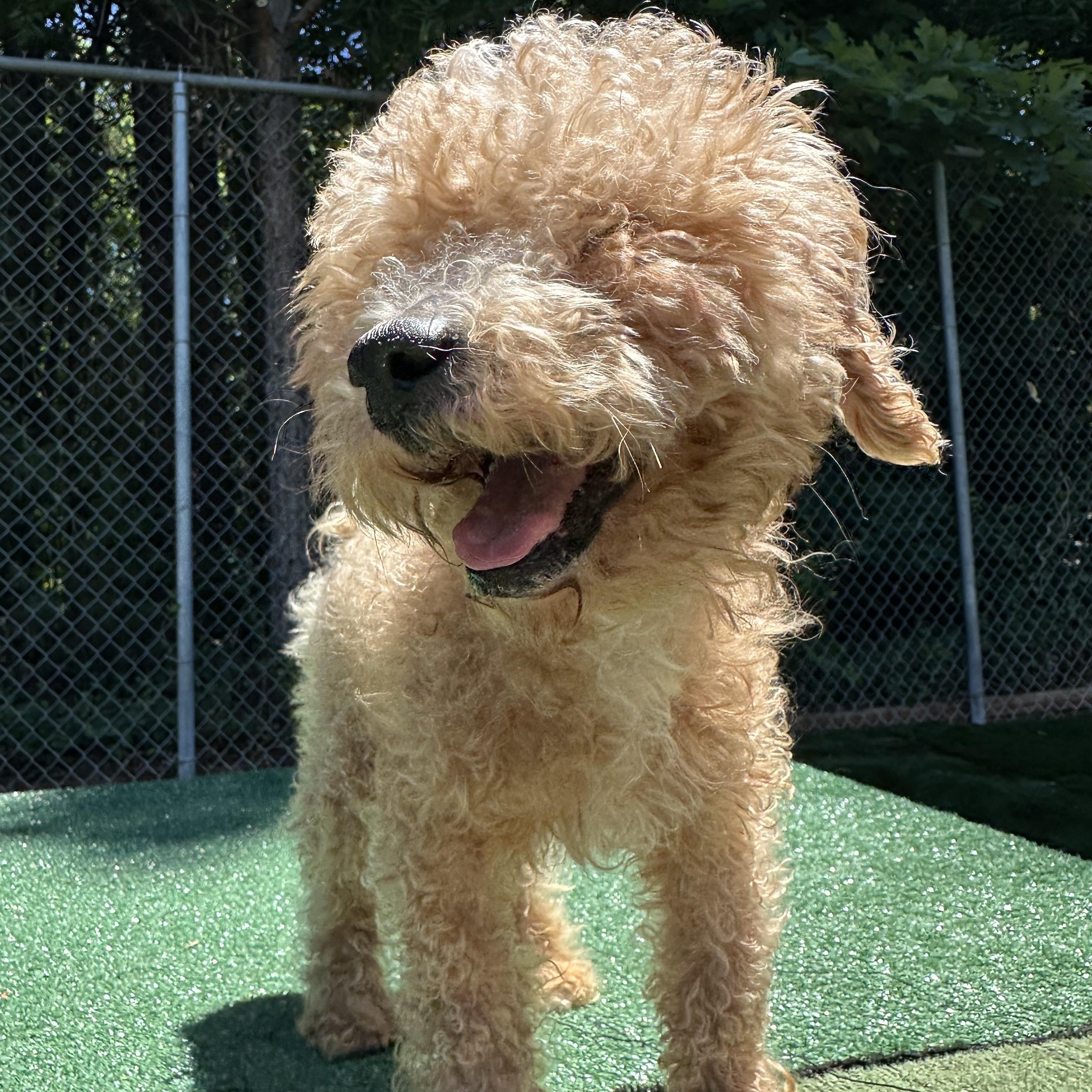 Ramen, ADOPTABLE, Adult Male Miniature Poodle.