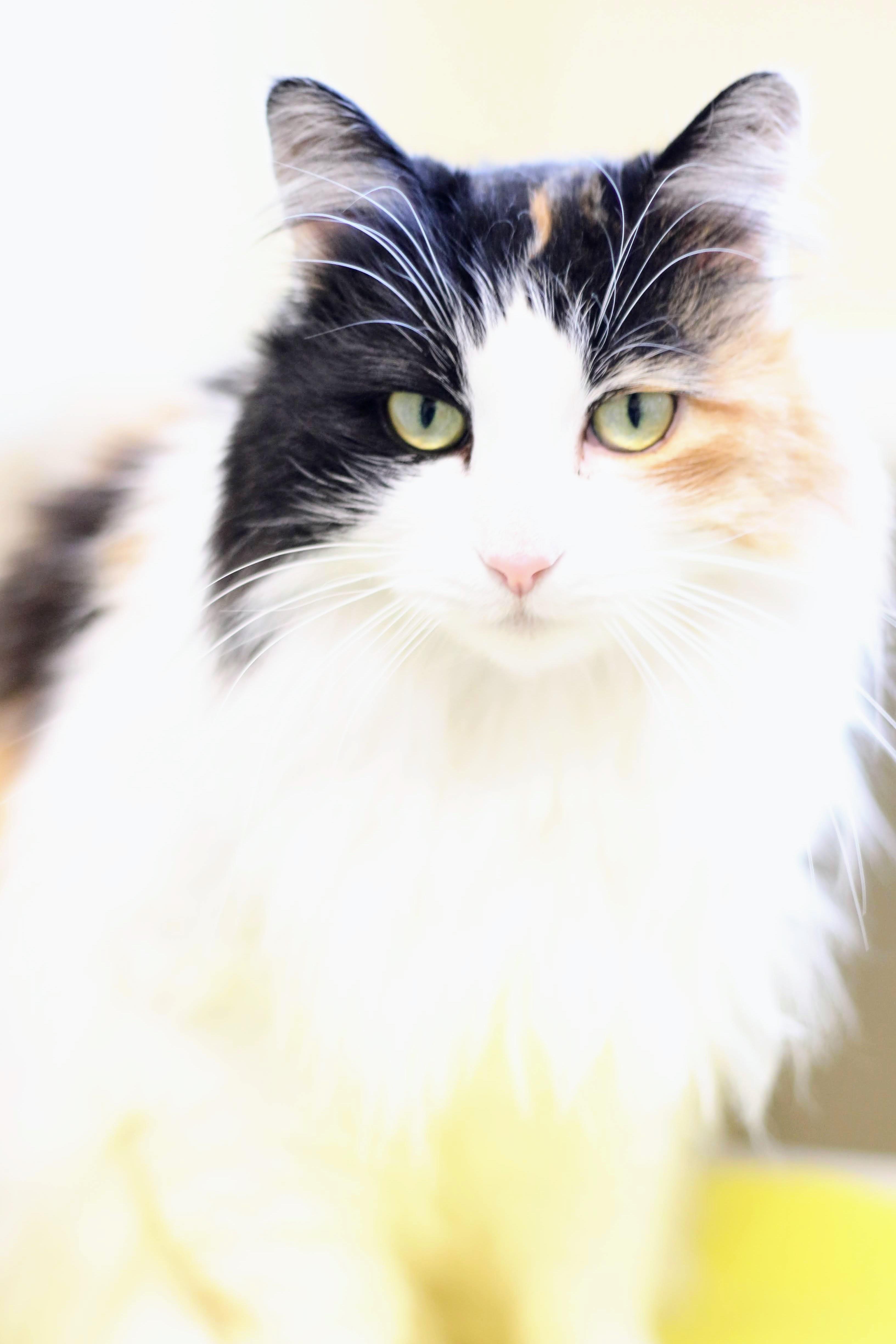 Andi, a ADOPTABLE Domestic Long Hair in Boise, ID image 4/4
