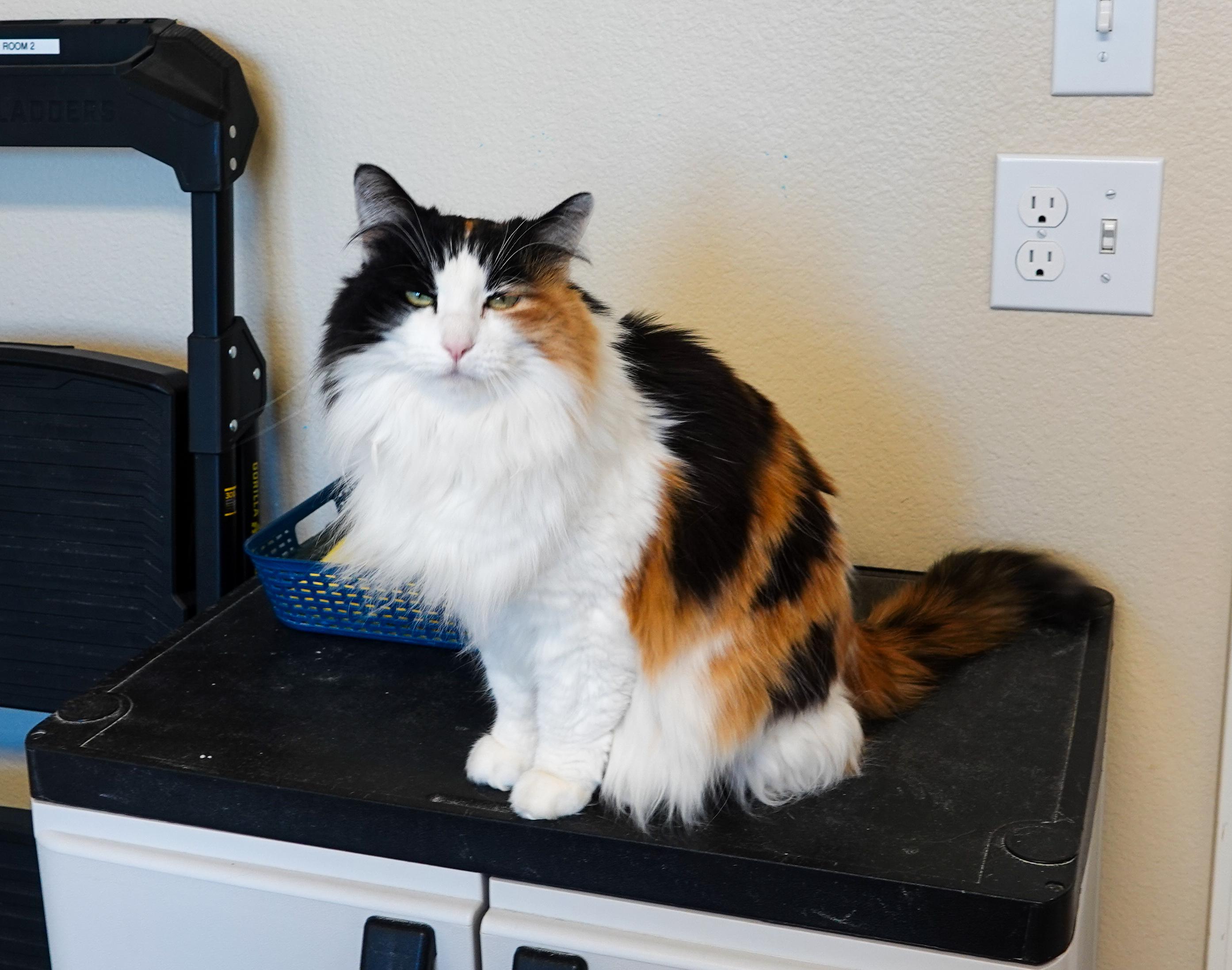 Andi, a ADOPTABLE Domestic Long Hair in Boise, ID image 3/4