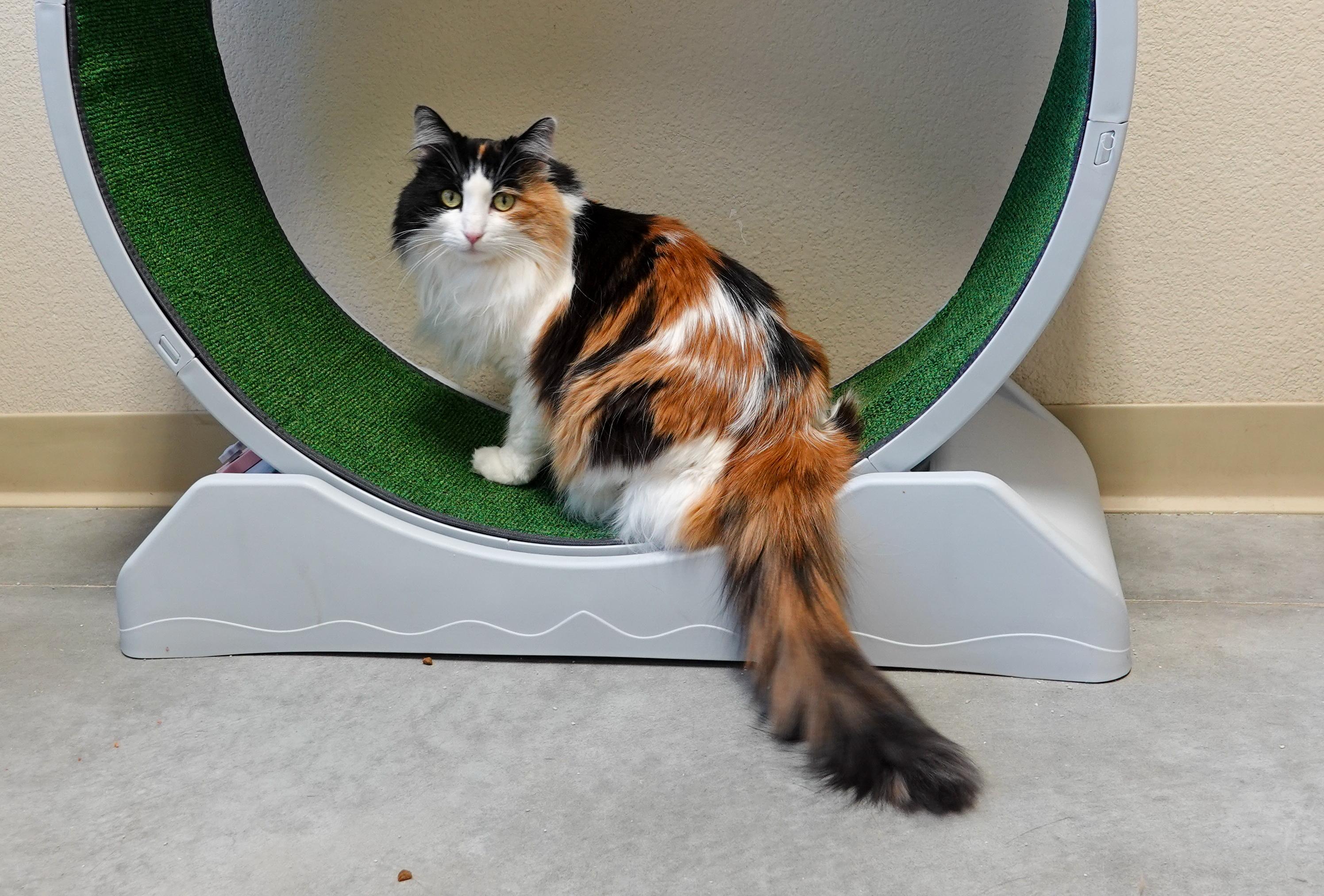 Andi, ADOPTABLE, Senior Female Domestic Long Hair.