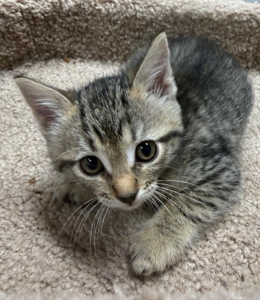 Sheriff, Adoptable, Kitten Male Domestic Short Hair.