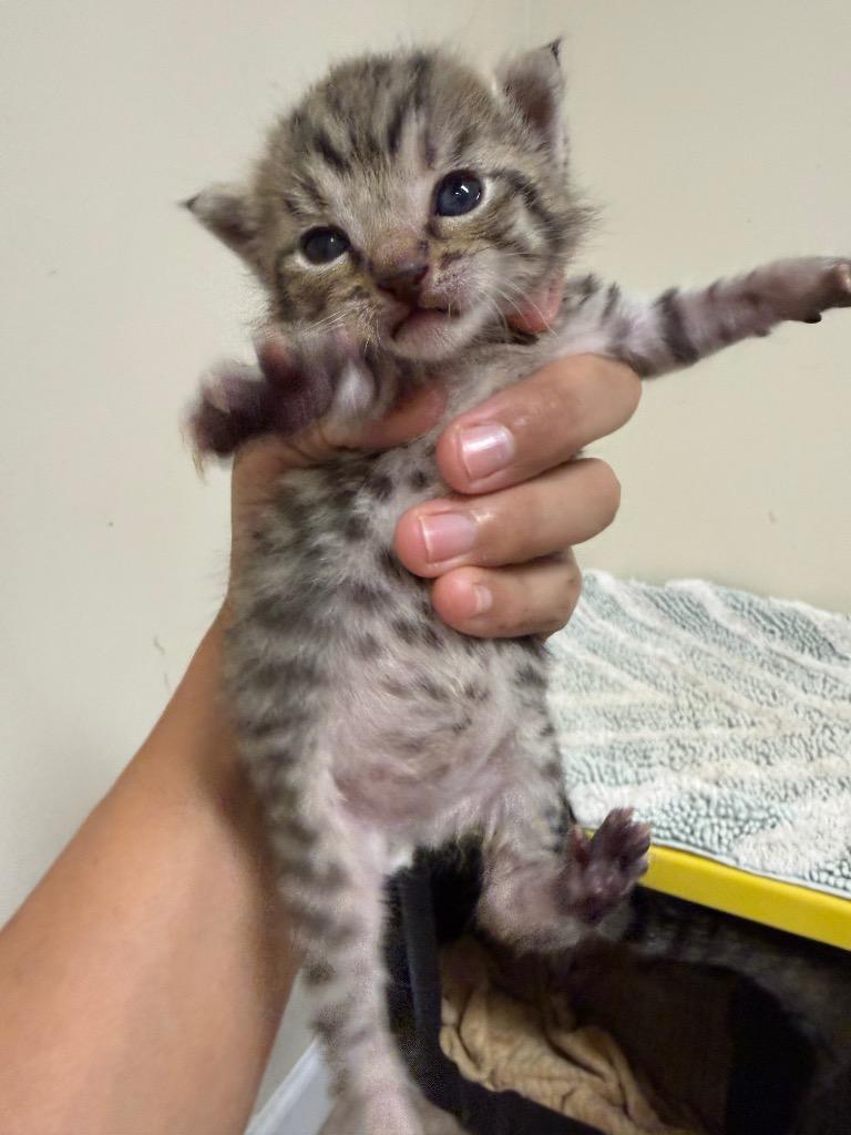 Enlarge Sheriff, a Adoptable mixed breed in Newnan, GA image 3/3