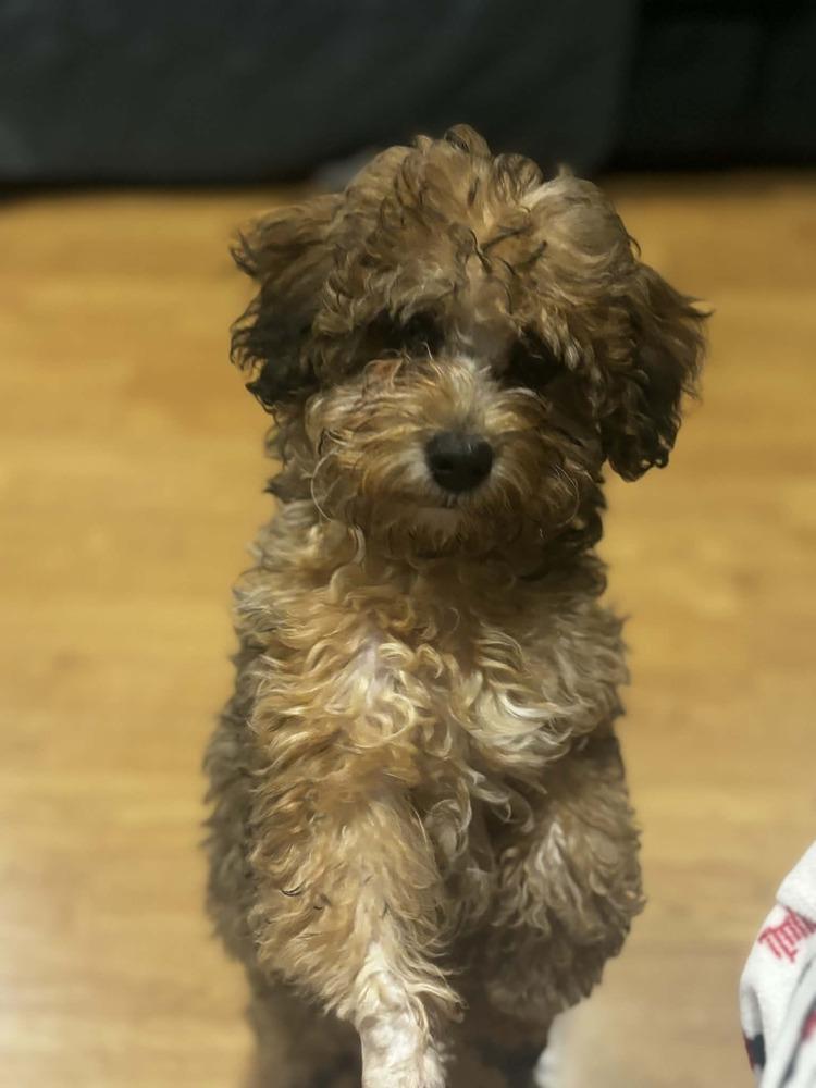 Enlarge Popcorn, a Adoptable mixed breed in Dutton, VA image 1/2