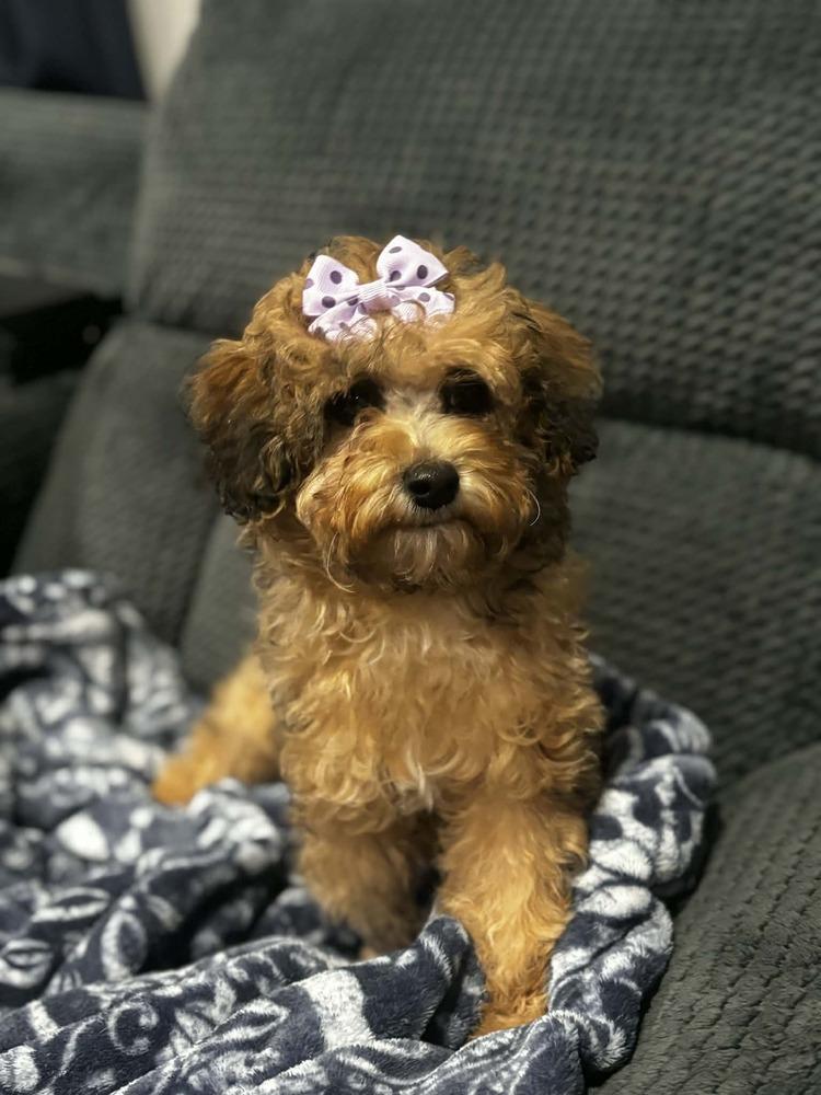 Enlarge Popcorn, a Adoptable mixed breed in Dutton, VA image 2/2