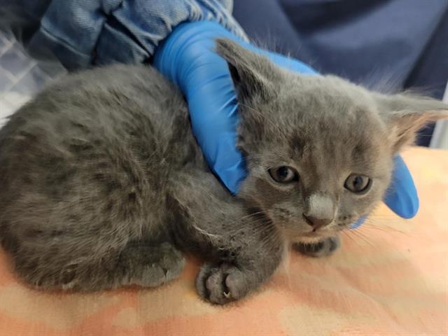 MAEVE, Adoptable, Kitten Female Domestic Short Hair.