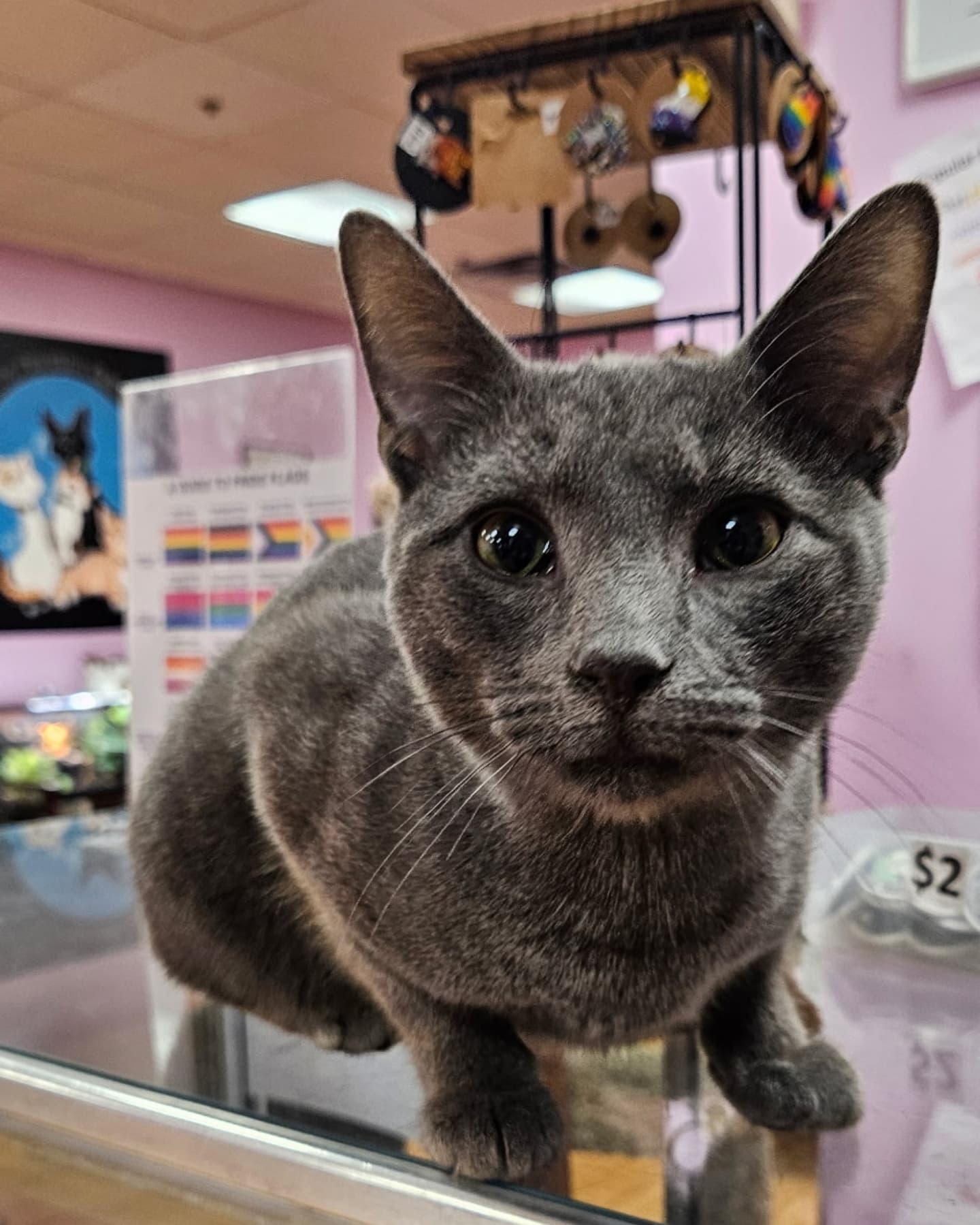 Havok, Adopted, Young Male Domestic Short Hair.