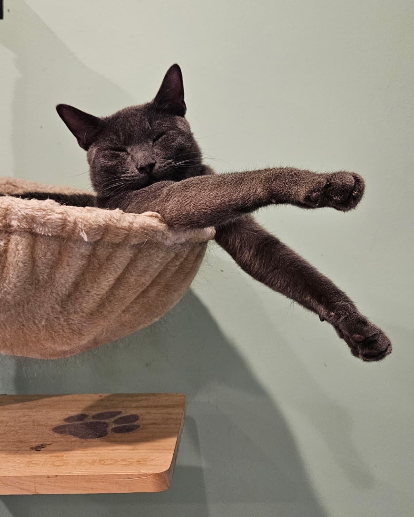 Enlarge Havok, a Adopted Domestic Short Hair in Rochester, NY image 3/4