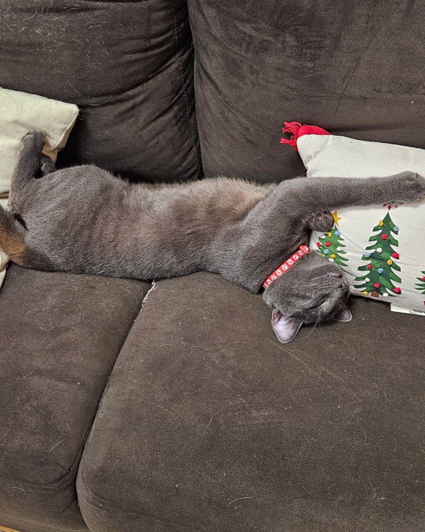 Enlarge Havok, a Adopted Domestic Short Hair in Rochester, NY image 4/4